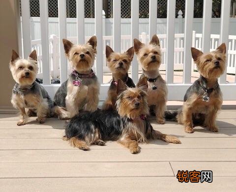 为什么养约克夏犬的人少 饲养约克夏犬要注意什么