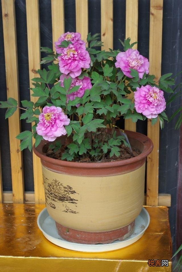 耐寒花卉有哪些 低温也能开花