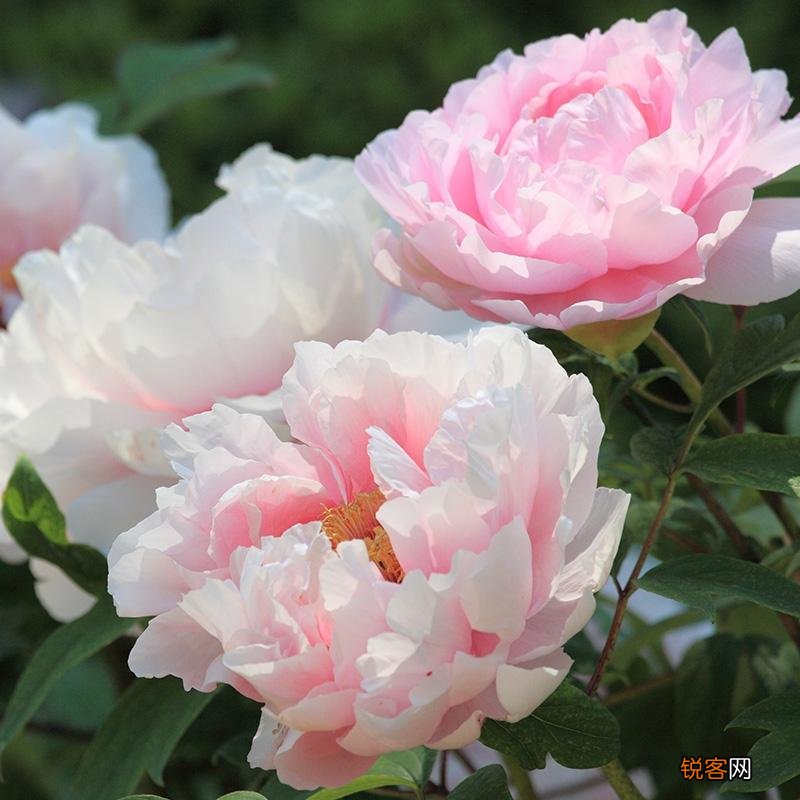 耐寒花卉有哪些 低温也能开花