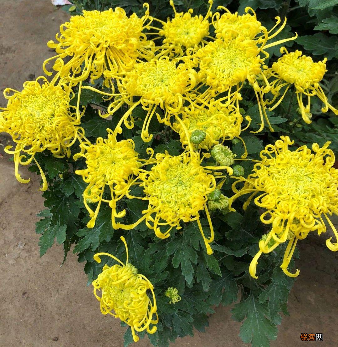 耐寒花卉有哪些 低温也能开花