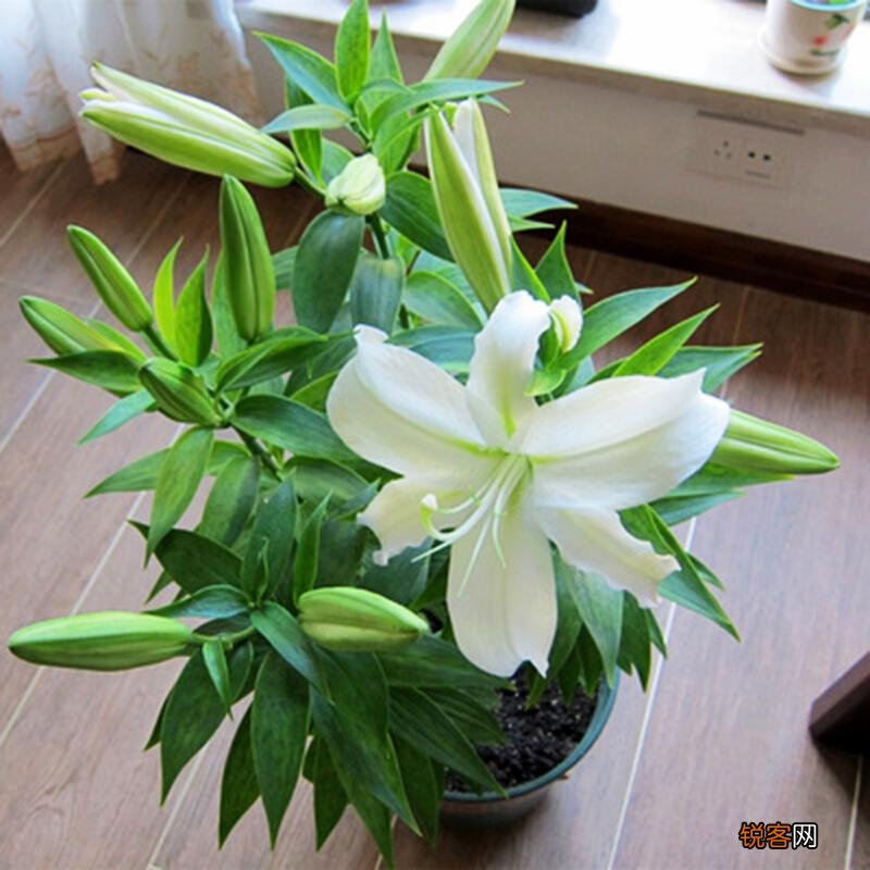 耐寒花卉有哪些 低温也能开花