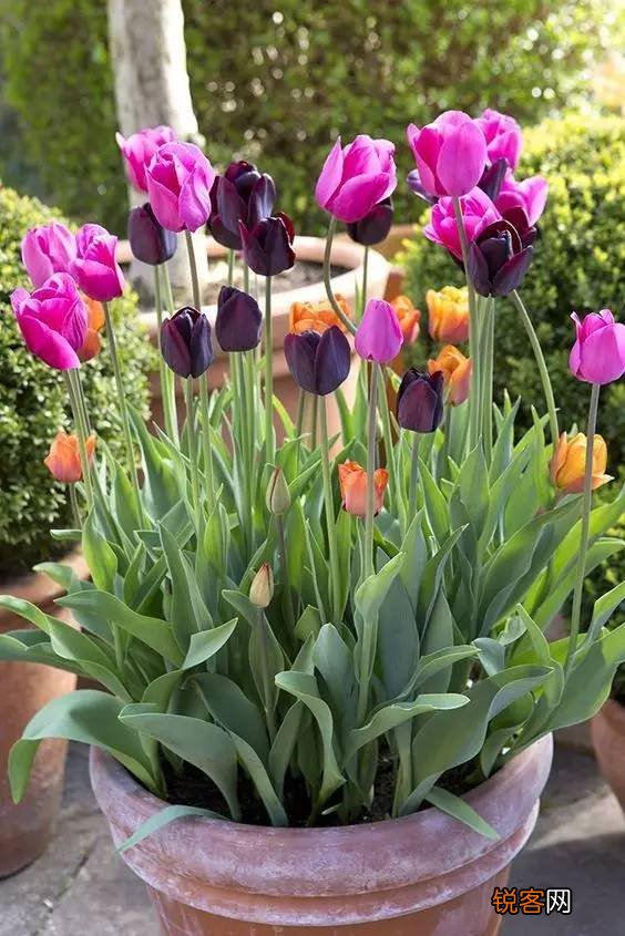 耐寒花卉有哪些 低温也能开花