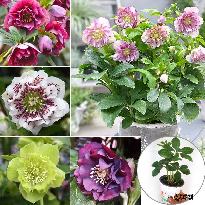 耐寒花卉有哪些 低温也能开花