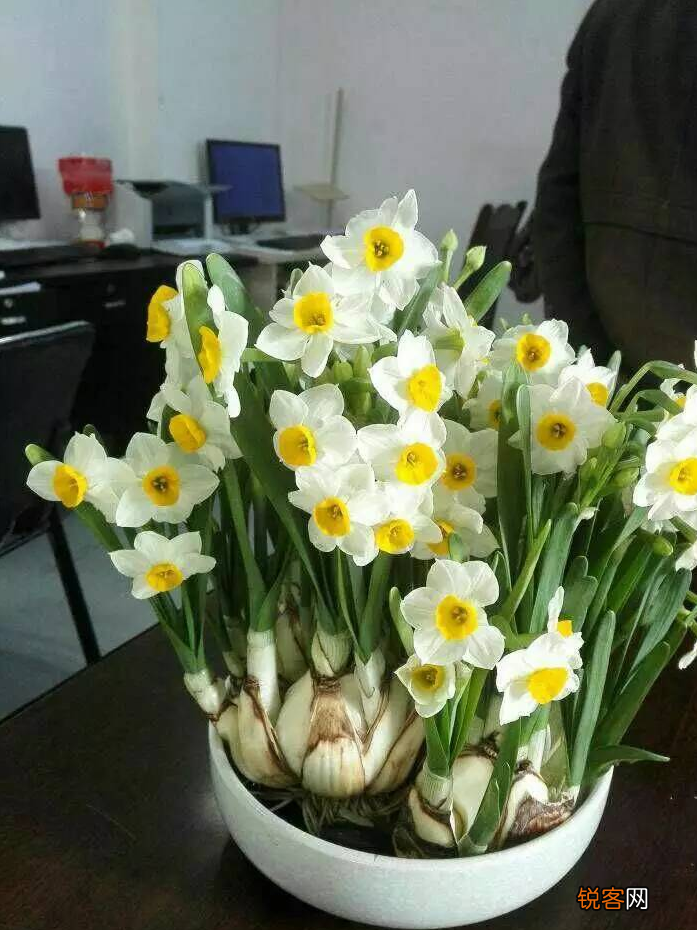 水仙花的养殖方法 植株矮壮开花旺