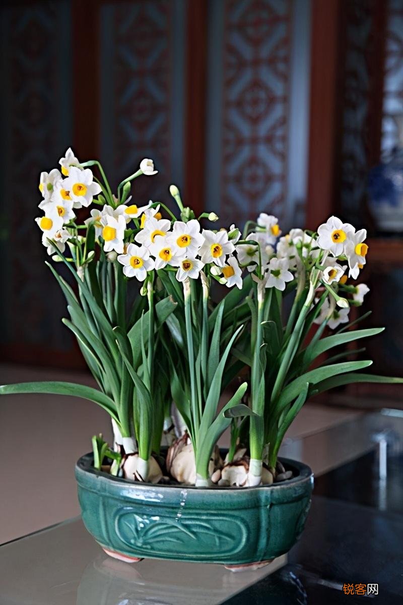 水仙花的养殖方法 植株矮壮开花旺