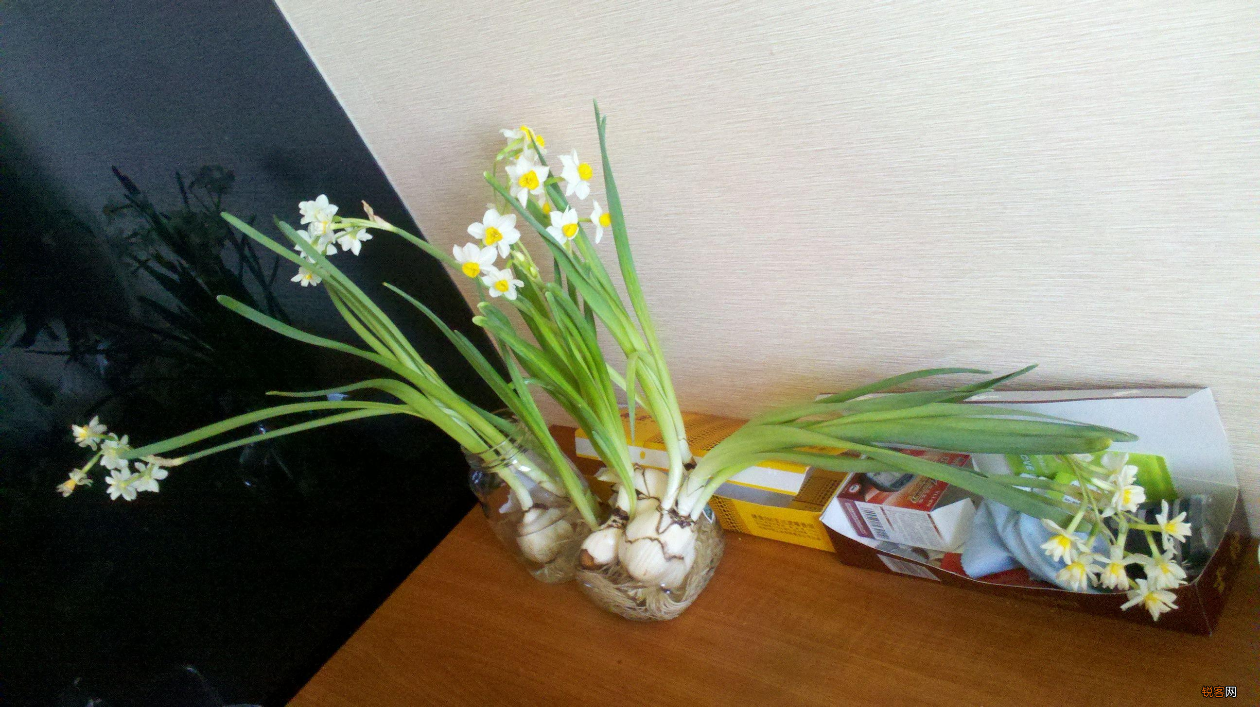 水仙花的养殖方法 植株矮壮开花旺