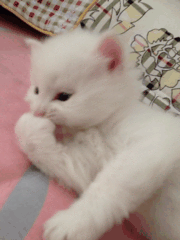 可爱的小奶猫,有什么可爱的图片？