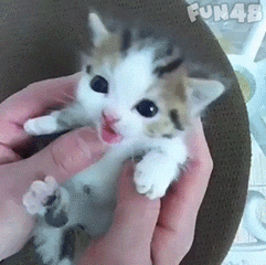 可爱的小奶猫,有什么可爱的图片？
