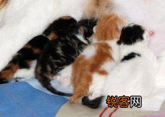可爱的小奶猫,有什么可爱的图片？