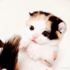 可爱的小奶猫,有什么可爱的图片？