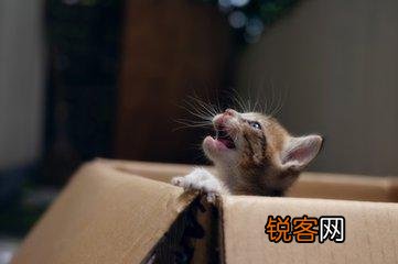 可爱的小奶猫,有什么可爱的图片？