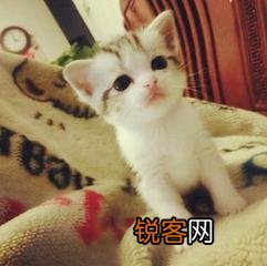 可爱的小奶猫,有什么可爱的图片？