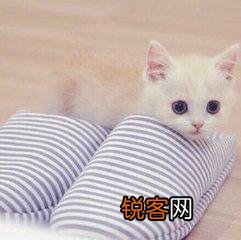 可爱的小奶猫,有什么可爱的图片？