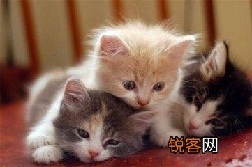 可爱的小奶猫,有什么可爱的图片？