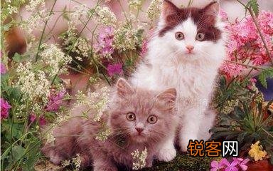 可爱的小奶猫,有什么可爱的图片？