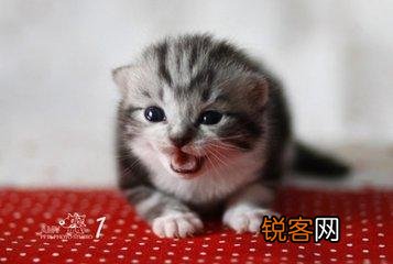 可爱的小奶猫,有什么可爱的图片？