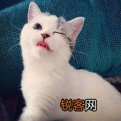 可爱的小奶猫,有什么可爱的图片？