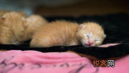 可爱的小奶猫,有什么可爱的图片？
