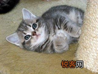 可爱的小奶猫,有什么可爱的图片？