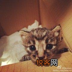 可爱的小奶猫,有什么可爱的图片？