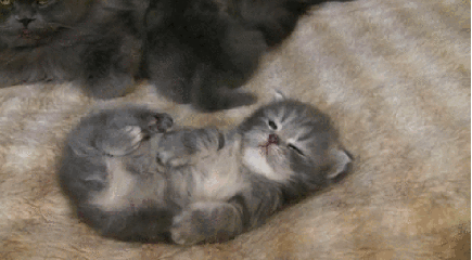 可爱的小奶猫,有什么可爱的图片？