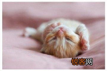 可爱的小奶猫,有什么可爱的图片？