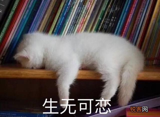可爱的小奶猫,有什么可爱的图片？