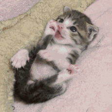 可爱的小奶猫,有什么可爱的图片？