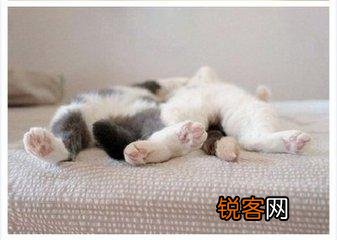 可爱的小奶猫,有什么可爱的图片？