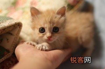 可爱的小奶猫,有什么可爱的图片？