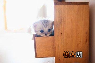 可爱的小奶猫,有什么可爱的图片？