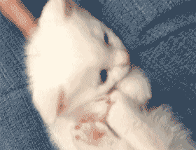 可爱的小奶猫,有什么可爱的图片？