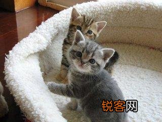可爱的小奶猫,有什么可爱的图片？