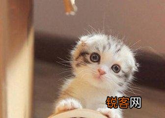 可爱的小奶猫,有什么可爱的图片？