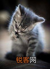 可爱的小奶猫,有什么可爱的图片？