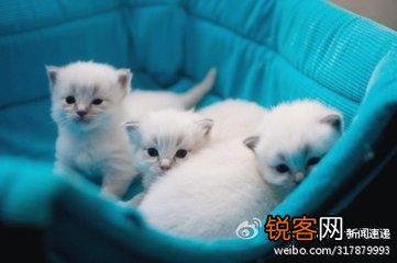 可爱的小奶猫,有什么可爱的图片？