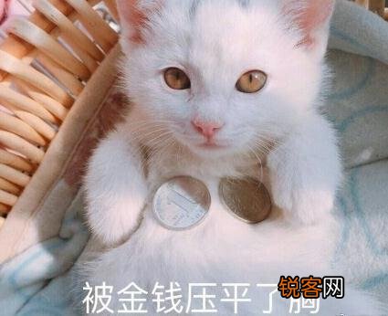 可爱的小奶猫,有什么可爱的图片？