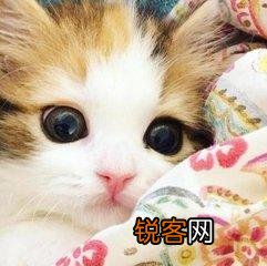 可爱的小奶猫,有什么可爱的图片？