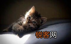 可爱的小奶猫,有什么可爱的图片？