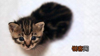 可爱的小奶猫,有什么可爱的图片？