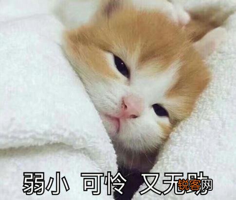 可爱的小奶猫,有什么可爱的图片？