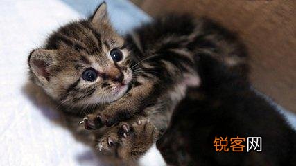 可爱的小奶猫,有什么可爱的图片？