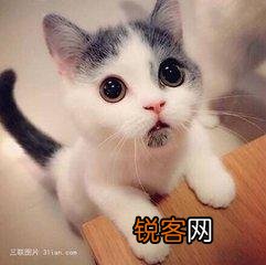 可爱的小奶猫,有什么可爱的图片？