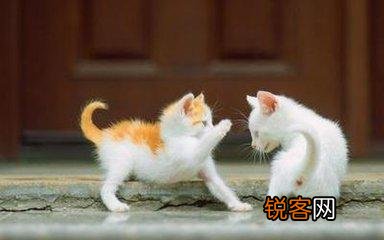 可爱的小奶猫,有什么可爱的图片？