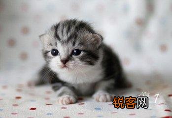 可爱的小奶猫,有什么可爱的图片？