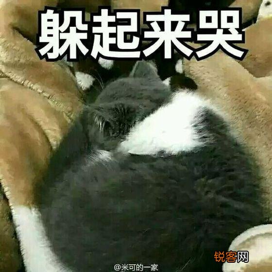 可爱的小奶猫,有什么可爱的图片？