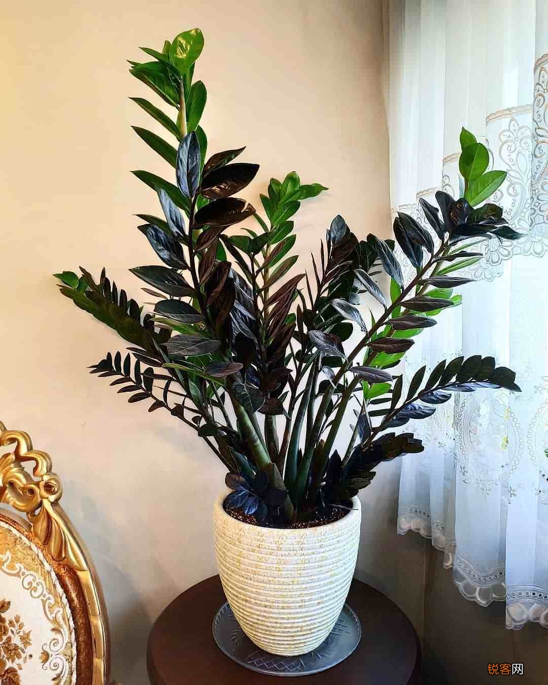 客厅最旺宅的大型植物有哪些 8种“大型花”树，吸废气造氧气，旺家又吉利
