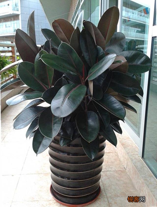 客厅最旺宅的大型植物有哪些 8种“大型花”树，吸废气造氧气，旺家又吉利