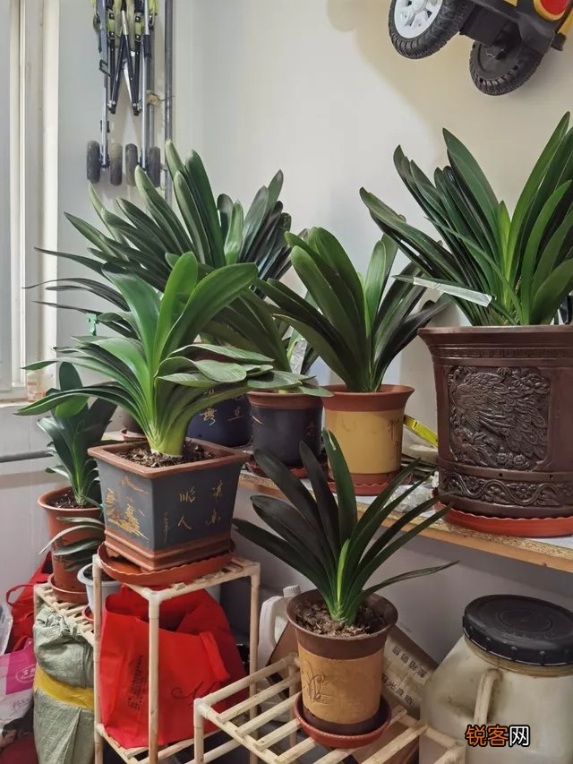 客厅最旺宅的大型植物有哪些 8种“大型花”树，吸废气造氧气，旺家又吉利