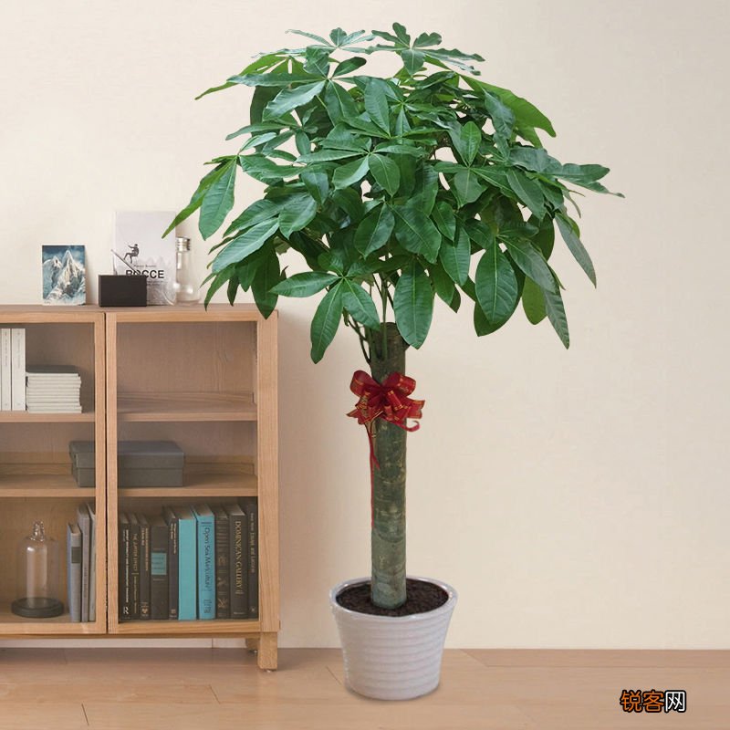 客厅最旺宅的大型植物有哪些 8种“大型花”树，吸废气造氧气，旺家又吉利